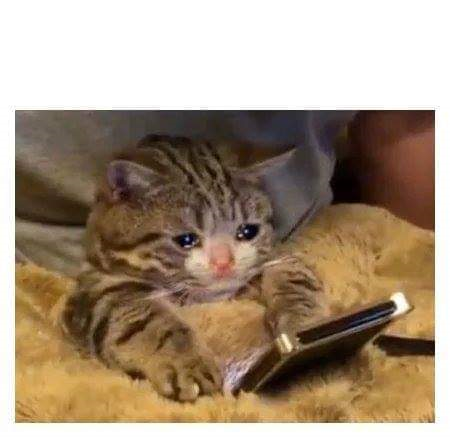 A crying kitten with absolutely nothing behind its eyes