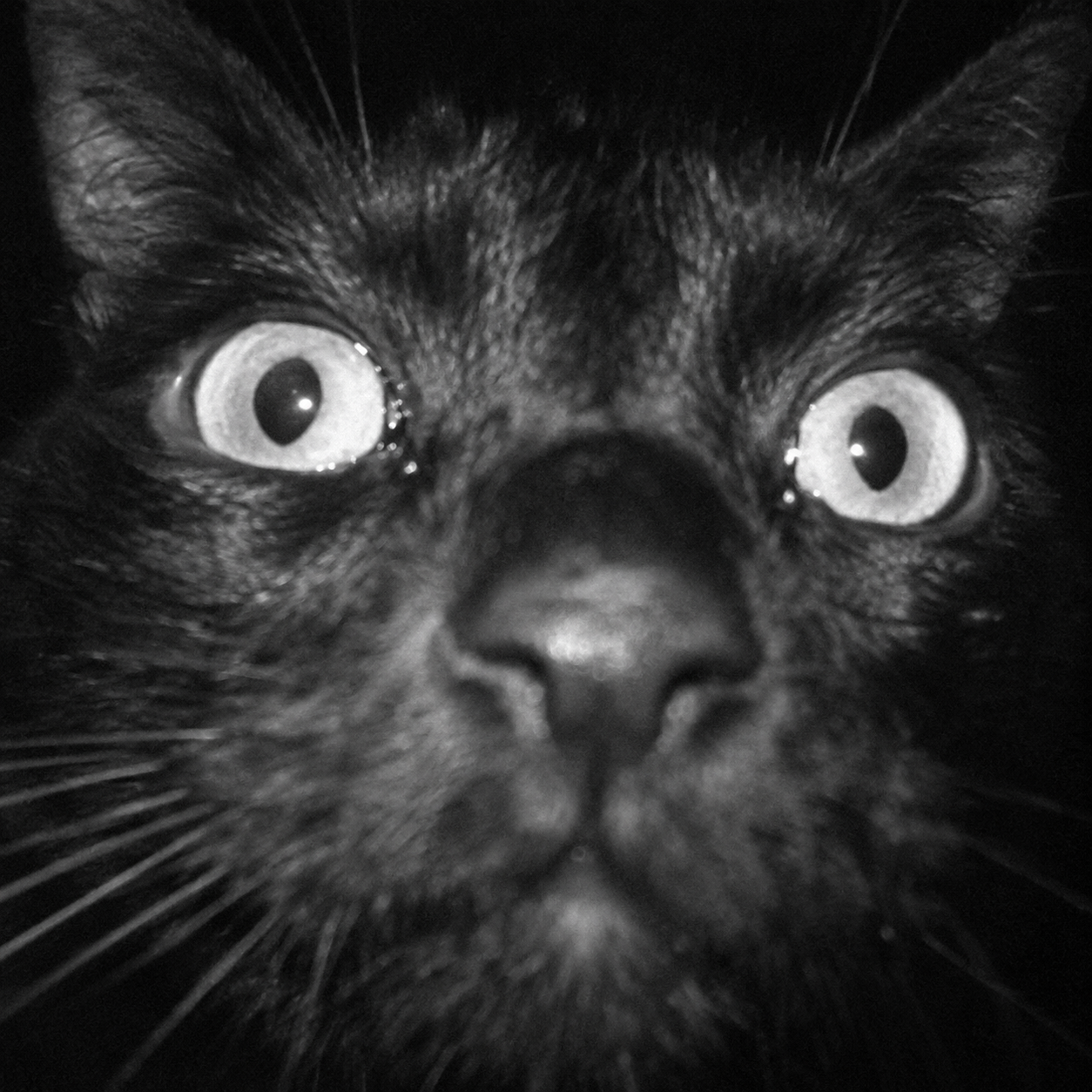 A black cat staring directly into your soul